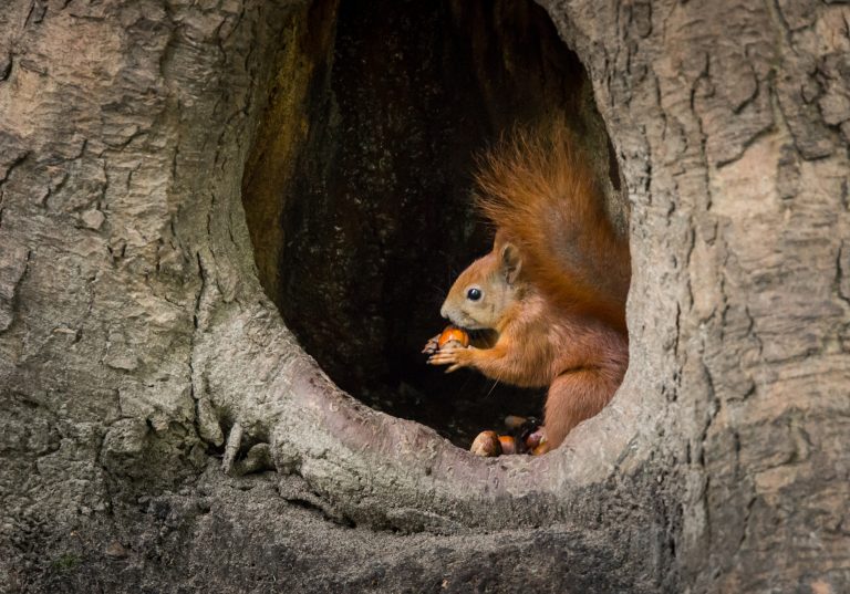 Professional Squirrel Control Vaughan | Fast & Affordable